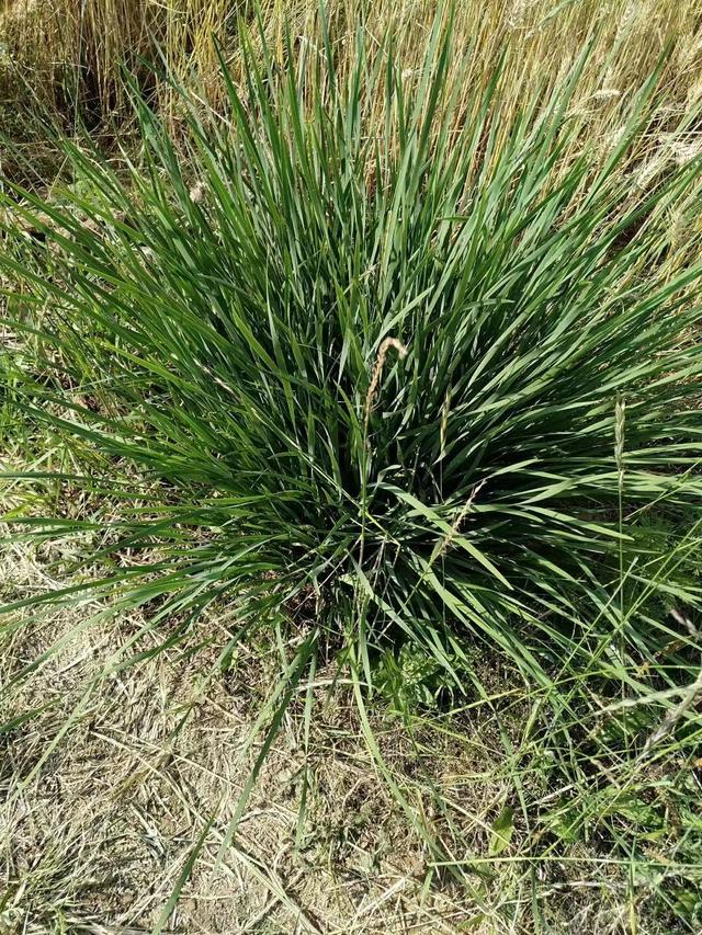 马兰花植物可以水培吗