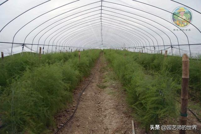 可食用景观植物案例：芦笋价值开发与育苗种植技术