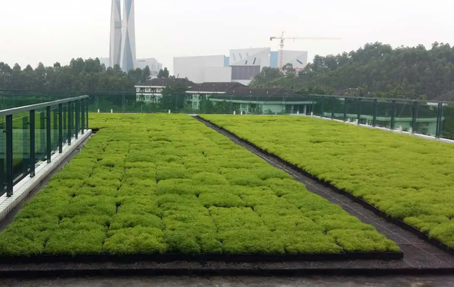 河南1高校屋顶装植物空调365天不浇水，一层土生长隔热降温，啥样