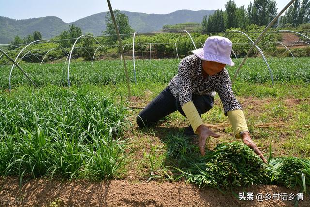 韭菜要想长得好，两种两停要知晓，什么时间种植？什么时间停割