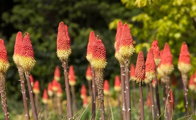 庭院花园不可错过的6种开花植物，你最爱哪一个？