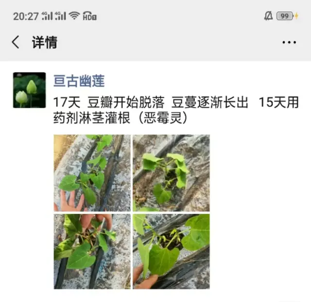 精心整理！！芸豆冬春茬栽培看这篇就够了