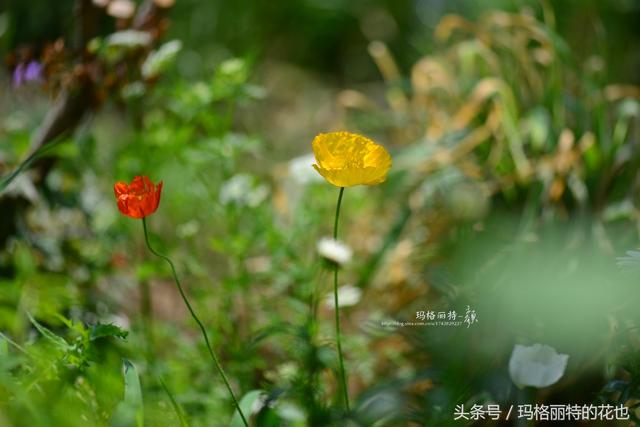 去年播种太晚的冰岛虞美人，这些天开得太美了 野趣花境颜值