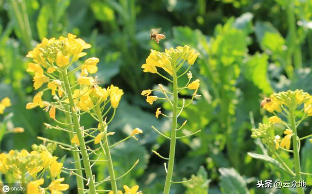 优质高产双低油菜品种华油杂62，掌握机械化种植技术，轻松获高产