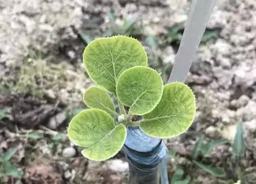 种好几年，猕猴桃小树还长不大！原因有这些，3招教你解决