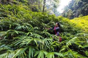 白豆蔻的种植(只在农