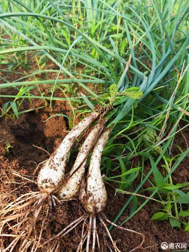 野藠头，农村特有的野菜，味道好营养价值高，你吃过吗？