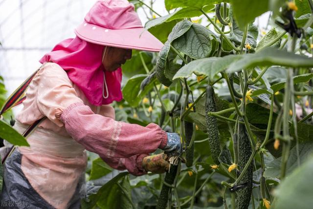 大棚黄瓜种植技术，科学种植，重点做好这几个方面