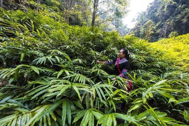 只在农村有的“野草”，种植一次可采收多年，亩产值上万元