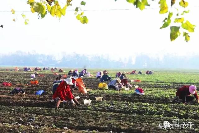 湖北天门市汪场镇：一株半夏种出亿元产值