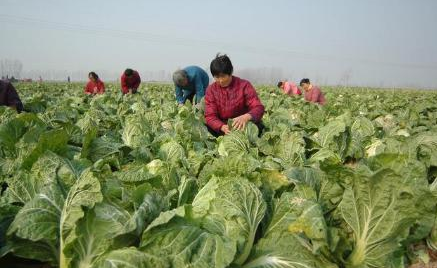 现在正适合栽种大白菜，怎么种植你知道吗？