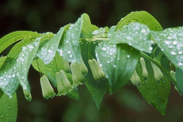 广东适合种植什么药材？广东种植什么药材好？