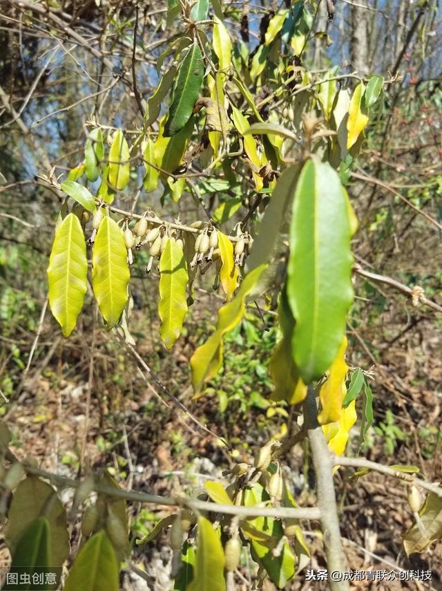 羊奶果，多生长在野山深处，可加工成各种蜜饯