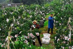 四川那有西瓜种植基地(四川省丹棱县橘橙种植“产业强起来、果农腰包鼓起来”)