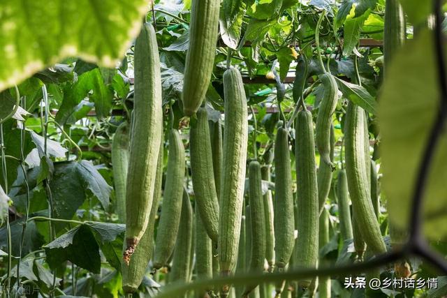 种植苦瓜、丝瓜、南瓜，这些高产管理秘诀不能不学，连续结瓜不断