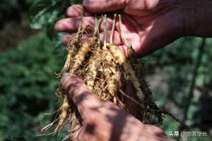 人参种植多长时间能买(野生的人参，能卖到300万天价，人工种植的为什么就要论斤卖？)