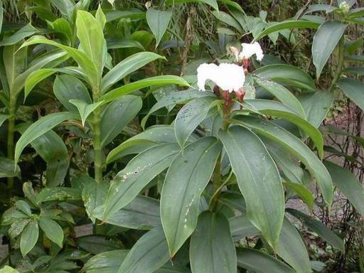 遇雷雨天气就疯长，茎是极品野菜，泡成酸菜20元一斤，见到别错过