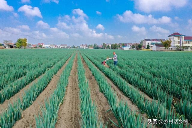 秋分种植管理忙，菠菜小葱全种上，白菜浇水把肥上，还可以种什么