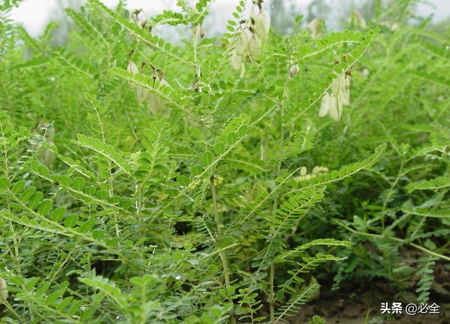 怎样才能种植好中药材？中药材种植的七个注意事项