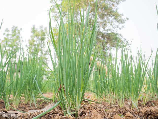 露地春葱高效栽培技术，掌握科学管理方式，为种植户打下良好基础