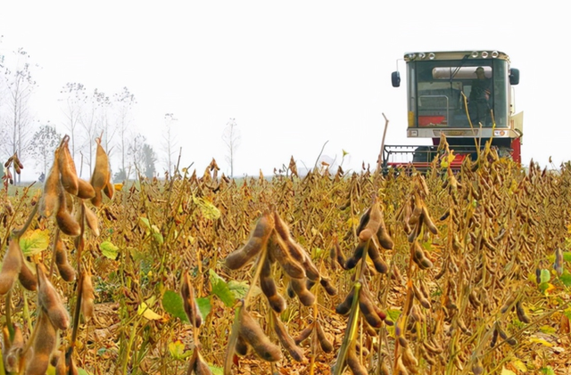 种植大豆有补贴，每亩补贴多少？能提高农民种植积极性吗？