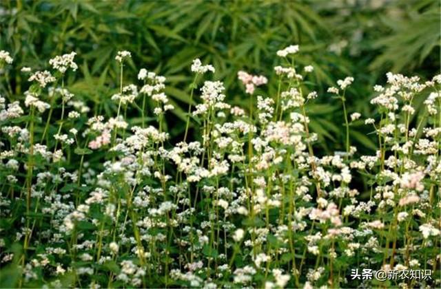 「种植致富新思路」荞麦种植要求及高产种植技术要点，看看不后悔