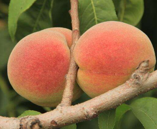 桃树种植的小技巧，一起了解下