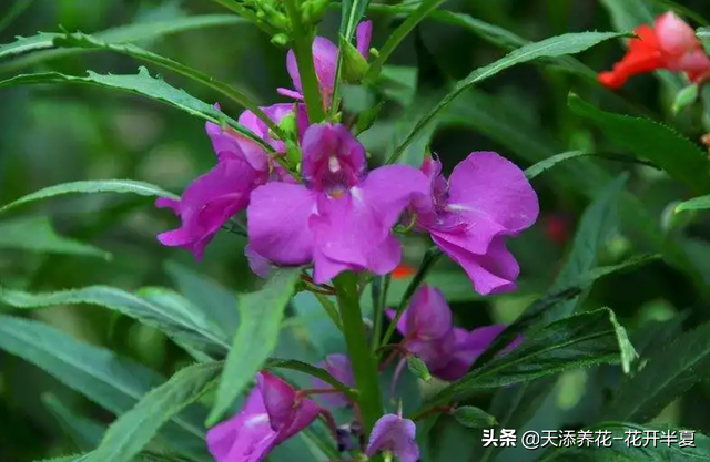 虽然凤仙花环境适应能力很强，但几个日常养护要点还是要注意的