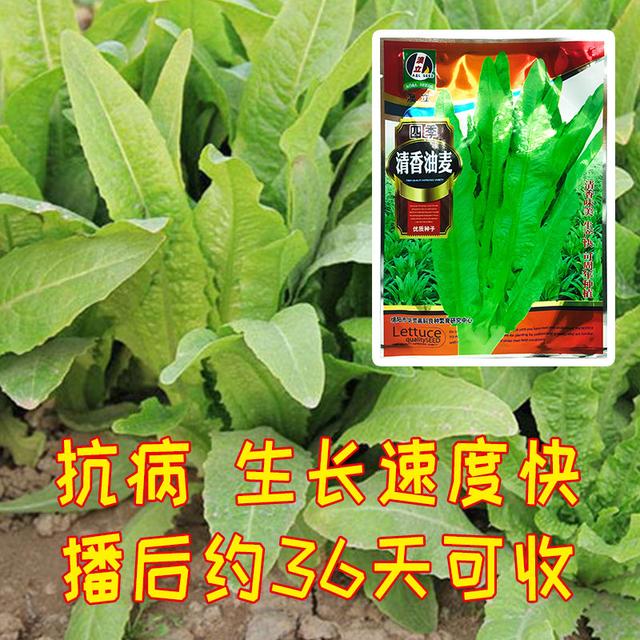 种植简单又好吃！这款油麦菜36天就可以收获，长的特快