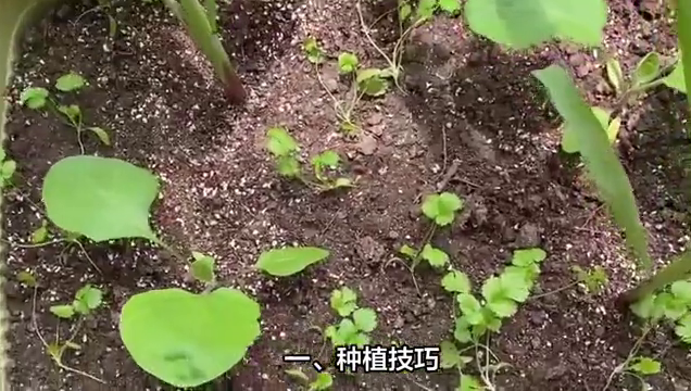 芋头的种植技巧和管理技巧，你知道多少？