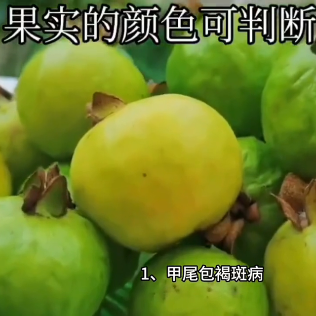 番石榴种植技术#纯天然绿色食品