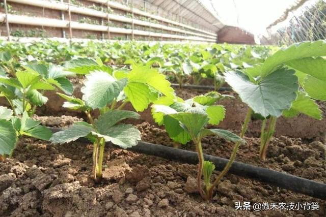 草莓上市早、产量高，促好花芽分化是关键，这十个管理技巧要用好