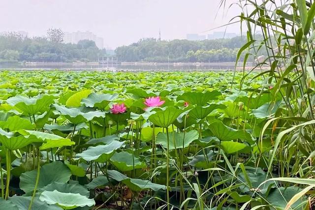 赏荷正当时！这几处打卡胜地不容错过