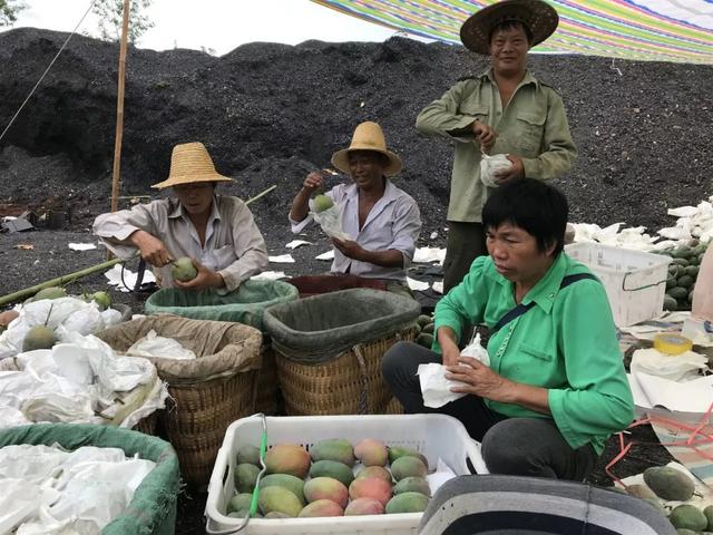 奇观！煤矸石上种芒果：一开始以为种不活，没想第二年开花了