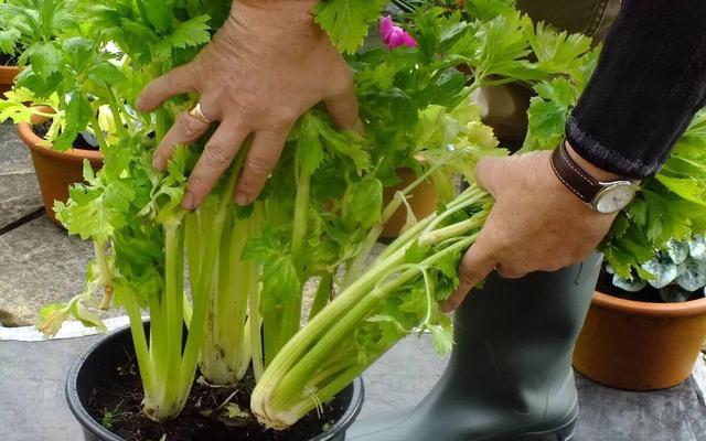 阳台怎么种芹菜？1个花盆就够了，现在种，冬天就能收获