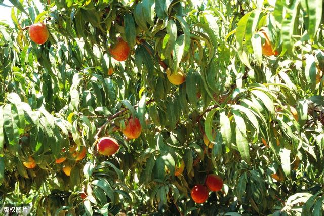 种植桃果实关键技术，加强管理知识，增进果实品质