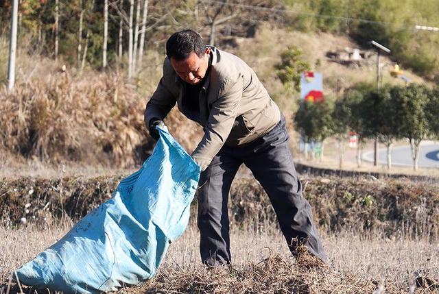 池州市贵池区：小艾草种出大产业