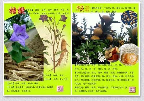 独家揭秘：药材种植的全过程，带你赢在药材市场起点！