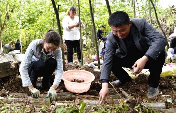 贵州大方：林下天麻成群众增收致富“新引擎”