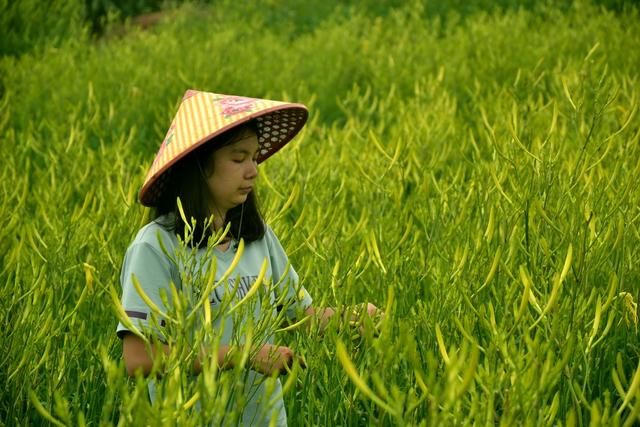 农村摘黄花菜视频