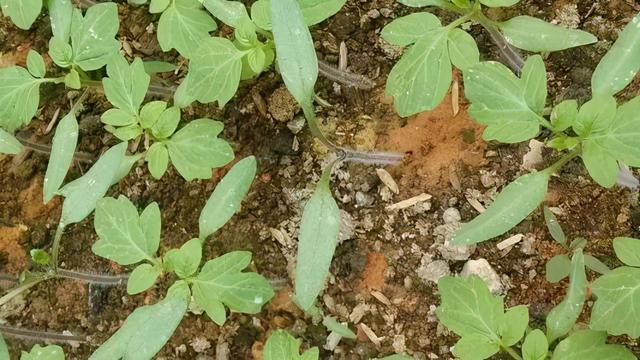 番茄种植计划：“三管”齐下必有收获，0经验也能成功栽种