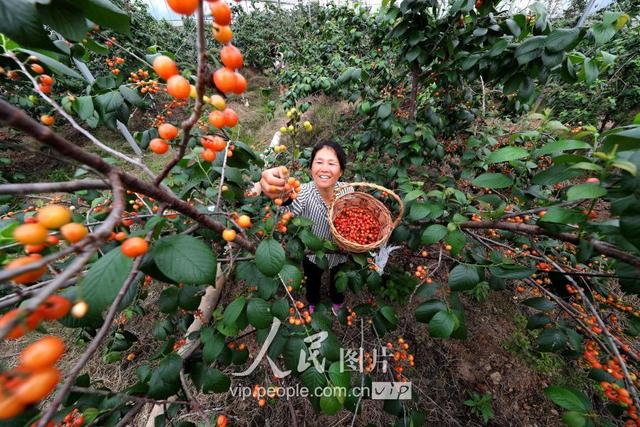 江西东乡：生态果园樱桃诱人生香 绿色产业助力精准扶贫