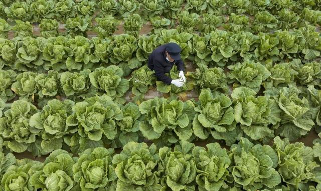 霜降过后，白菜、萝卜、大蒜、菠菜、葱还用不用浇水？看后明白了