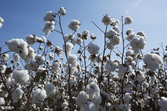 棉花水肥一体化栽培技术，棉花的种植时间 ，棉花的种植要领！