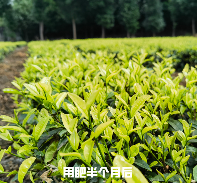 「纳米肥料种植现场」茶树不发新叶长得慢？试试这个肥