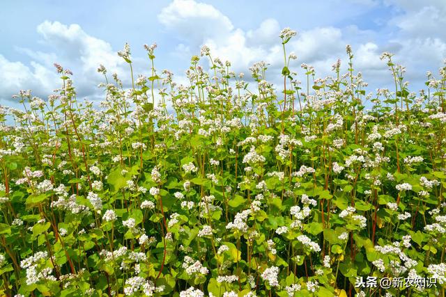 「种植致富新思路」荞麦种植要求及高产种植技术要点，看看不后悔