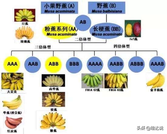 长得高大像“树”的香蕉树却是“草”，天生有籽却靠无籽誉满全球