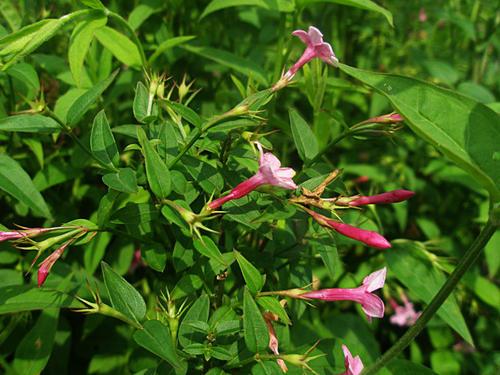 被统称为“雪中四友”之一的迎春花，种植技术介绍