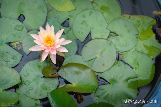 农村水缸不要扔，用来种藕很划算，好看又好吃，三步教你轻松种藕