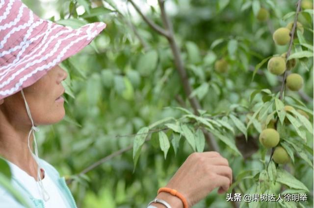 根深才能叶茂，繁育好桃砧木苗是育好苗的基础，怎么育呢